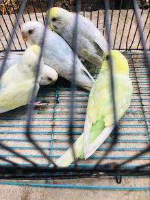 burung baji