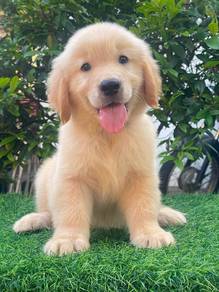 Golden Retriever puppies.. 