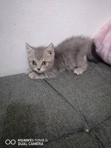 bsh kitten