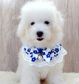 Tiny Toy Maltipoo