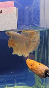 Gold Betta Fish Ikan Laga Halfmoon 