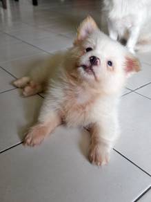 mix puppy