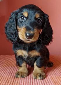 hhh_30039 Longhaired Mini Dachshund cute puppies