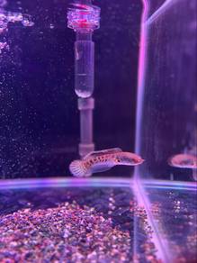 Channa Cobra Auranti Sabah 12cm