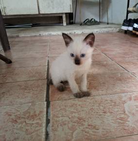 Siam cat