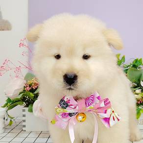 Chow Chow