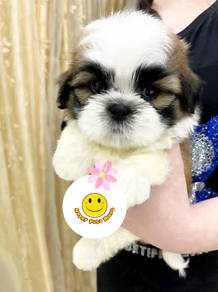 FSS_K66QR93 little cute Shih Tzu puppies