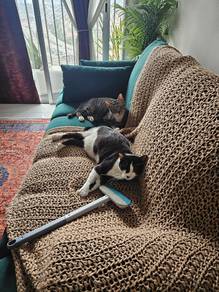 2 Male Cats