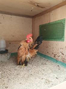 Ayam Serama Muda