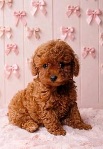 Special Brown eye red brown toy poodle
