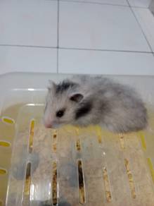 syrian hamster 