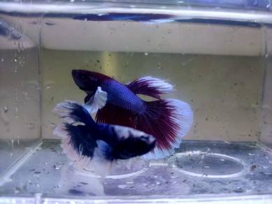 Dumbo Betta Fish ikan laga