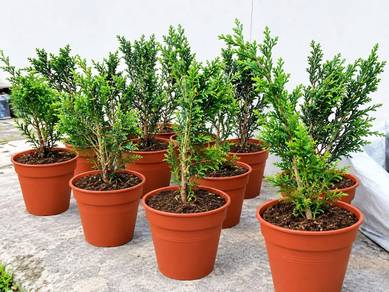 promosi (Pokok Pine Krismas)