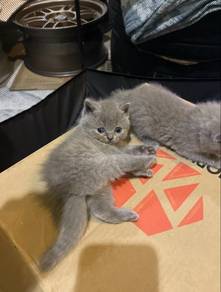 BSH british shorthair tabby golden ny25 lilac blue