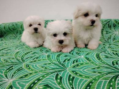 Maltese