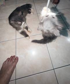 kucing persian