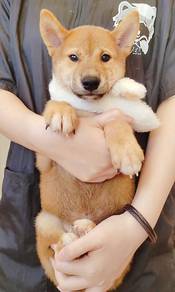 Shiba