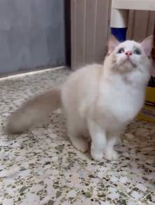 Ragdoll kitten male