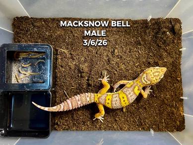 leopard gecko