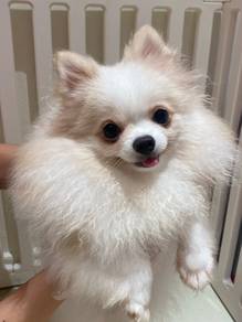 Pomeranian