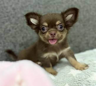 CHIHUAHUA PUPPIES 301 🌷Head Apple Cute Dog