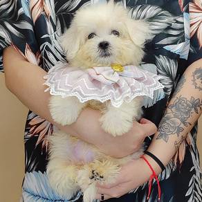 Maltese