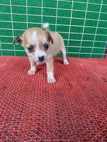 Cute! Chihuahua Male 1309A
