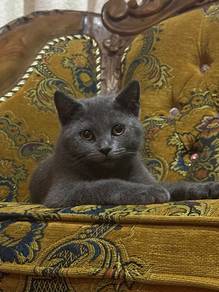 British shorthair