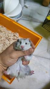 Syrian Hamster
