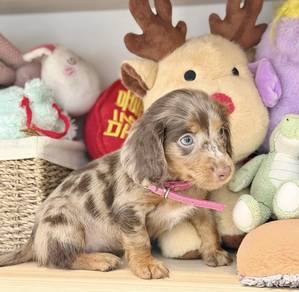 MINIATURE DACHSHUND Puppies VIP40🐻 Girl~ Dappled
