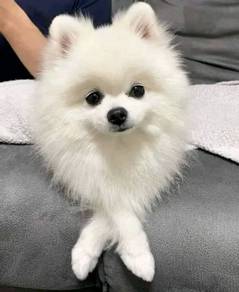 T2807 Jumpy Pomeranian Tiny Cute Puppy Puppy
