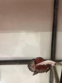 Red samurai