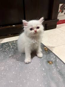 Persian Semi Flat Face
