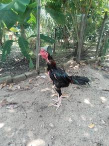 ayam baka baik