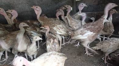 ayam belanda
