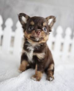 CHIHUAHUA PUPPIES 196🌷Head Apple Cute Dog