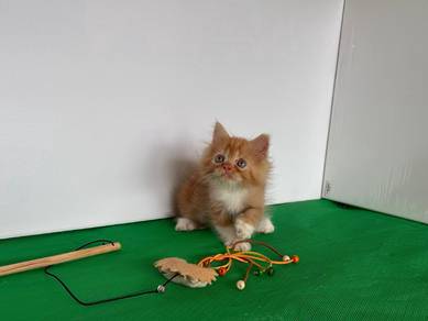 persian