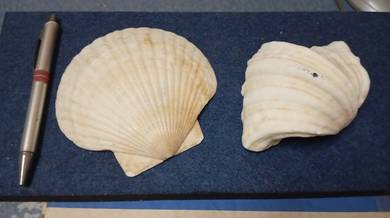 Scallop & Cockles Shell