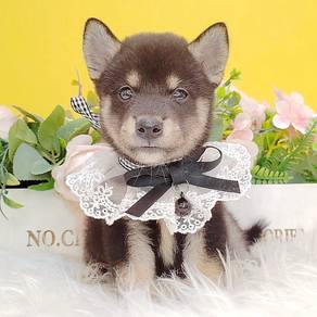 Shiba