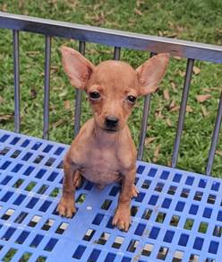 Miniature Pinscher Puppy