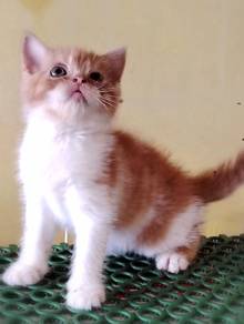 British Shorthair Kitten