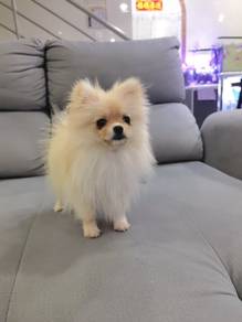 Tiny Pomeranian Female pup