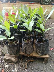 Anak pokok gajus / ketereh (tere) buah merah