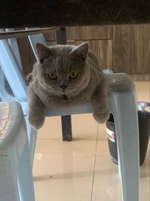 bsh male