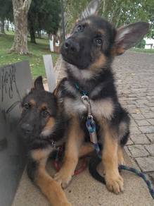 HHrr_GS1339 German Shepherd MKA puppies