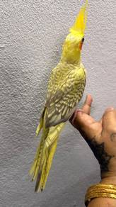 Burung cockatiel anak muda jinak 