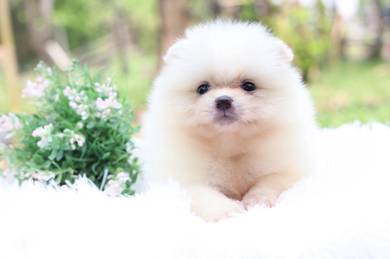 Pomeranian