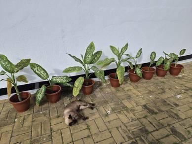 Dieffenbachia 🌱万年青🌱
/Pokok hiasan