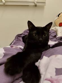 FREE Adoption cat