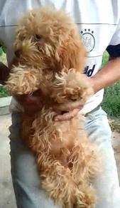 Toy Poodle Male Orange Cream pup